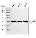 Anti-C18orf22/RBFA Antibody Picoband®