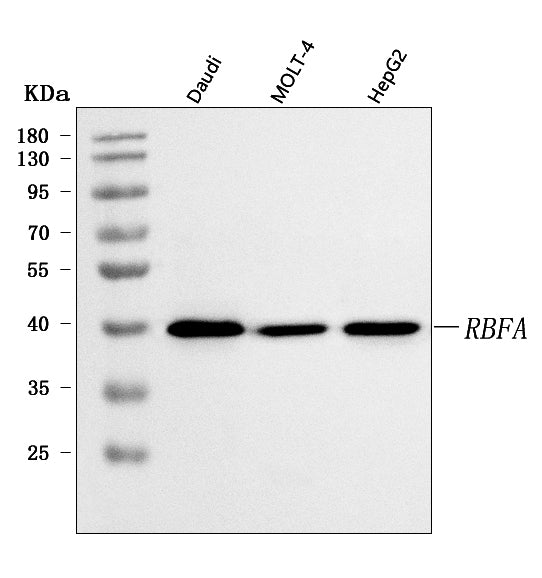 Anti-C18orf22/RBFA Antibody Picoband®