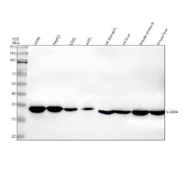 Anti-GLOD4 Antibody Picoband®