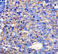 Anti-SPINK9 Antibody