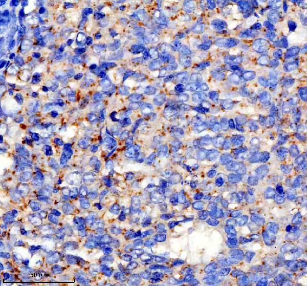 Anti-SPINK9 Antibody