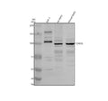 Anti-TDRD5 Antibody Picoband®
