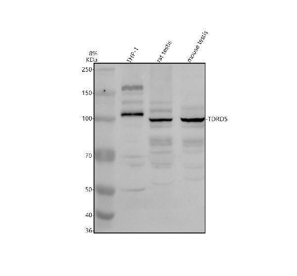 Anti-TDRD5 Antibody Picoband®