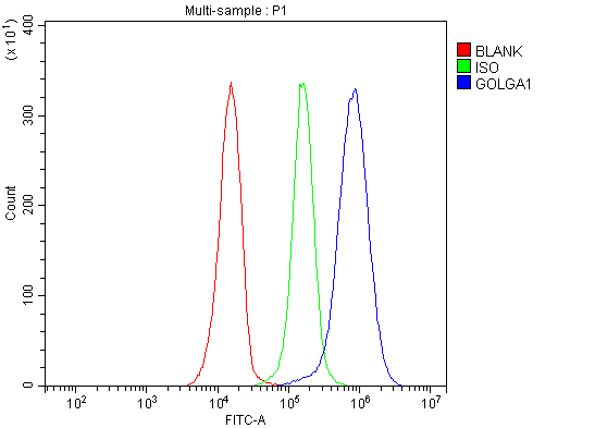 Anti-Golgin 97/GOLGA1 Antibody Picoband®