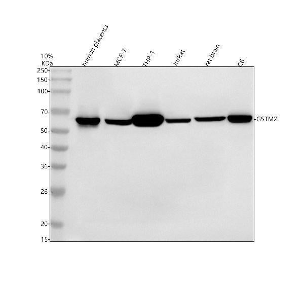 Anti-QRSL1 Antibody Picoband®