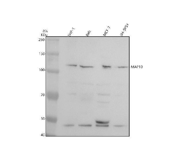 Anti-MAP10 Antibody Picoband®