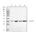 Anti-Annexin A10/ANXA10 Antibody Picoband®