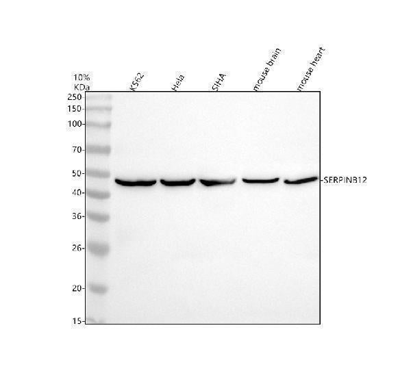 Anti-SERPINB12 Antibody Picoband®