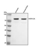 Anti-HSPA12A Antibody Picoband®