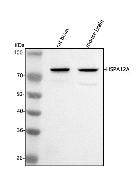 Anti-HSPA12A Antibody Picoband®