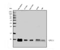 Anti-GNG11 Antibody Picoband®