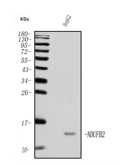 Anti-NDUFB2 Antibody Picoband®