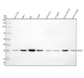 Anti-SNX20 Antibody Picoband®