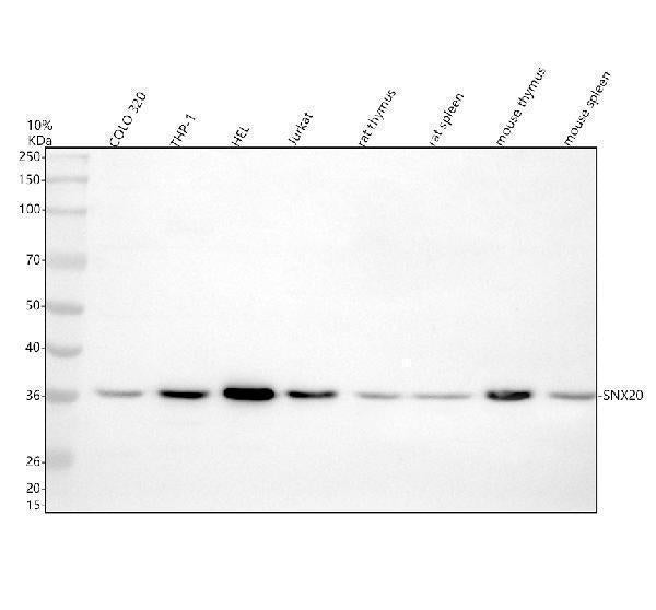 Anti-SNX20 Antibody Picoband®