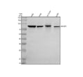 Anti-NYAP2 Antibody Picoband®