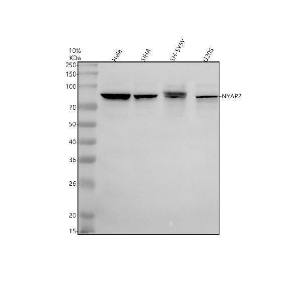 Anti-NYAP2 Antibody Picoband®