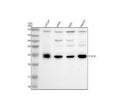 Anti-THYN1 Antibody Picoband®