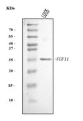 Anti-FGF11 Antibody Picoband®