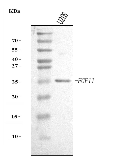 Anti-FGF11 Antibody Picoband®