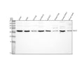 Anti-H1-7 Antibody Picoband®