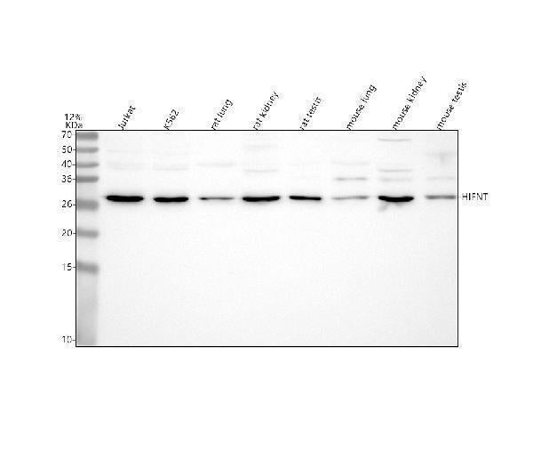 Anti-H1-7 Antibody Picoband®