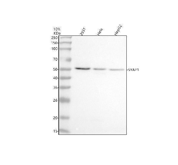 Anti-SYAP1 Antibody Picoband®