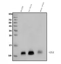 Anti-GNG4 Antibody Picoband®