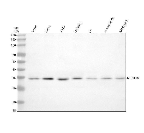 Anti-NUDT18 Antibody Picoband®