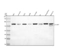 Anti-SLC6A7 Antibody Picoband®