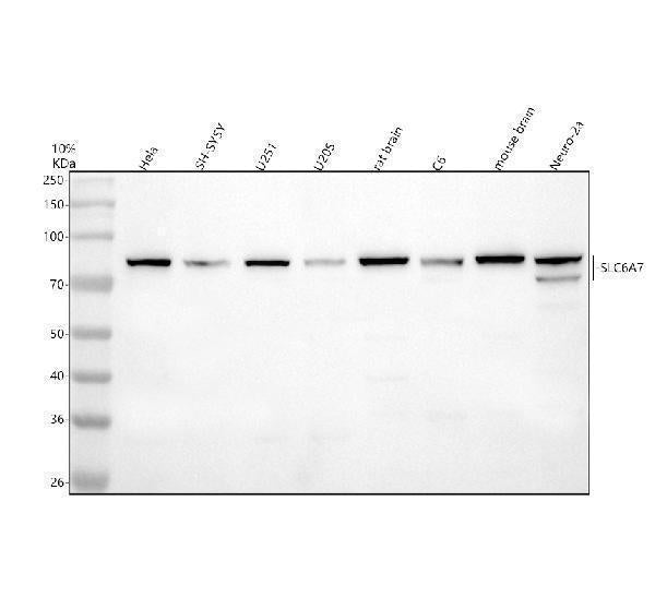 Anti-SLC6A7 Antibody Picoband®