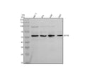 Anti-Synaptotagmin-10/SYT10 Antibody Picoband®