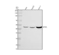 Anti-SPOPL Antibody Picoband®