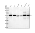 Anti-UBR7 Antibody Picoband®