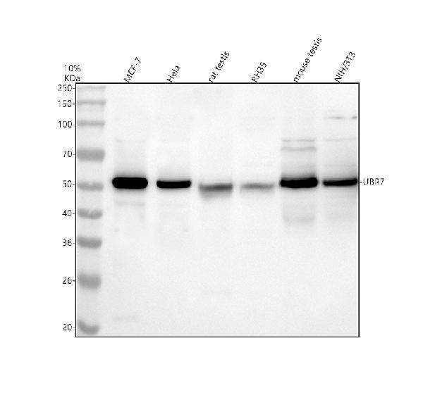 Anti-UBR7 Antibody Picoband®