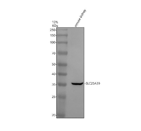 Anti-SLC25A39 Antibody Picoband®