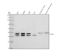 Anti-TRUB1 Antibody Picoband®