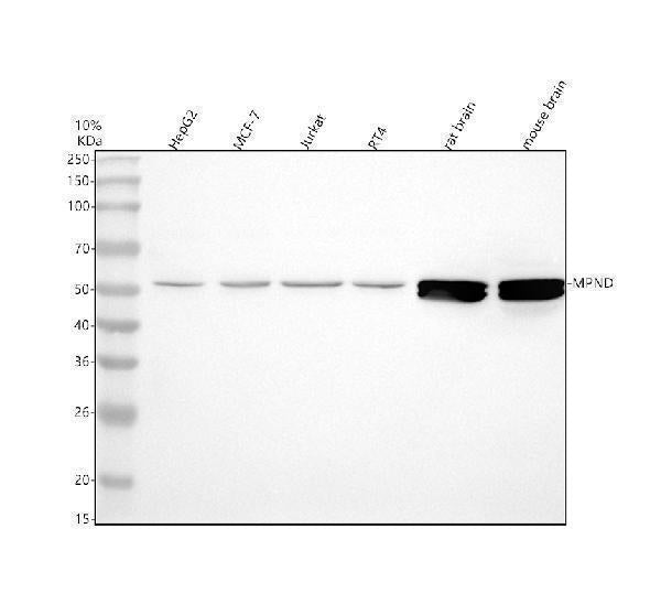 Anti-MPND Antibody Picoband®
