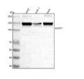 Anti-GIGYF1 Antibody Picoband®