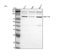 Anti-FAM111B Antibody Picoband®