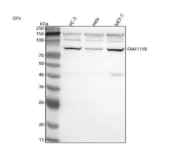 Anti-FAM111B Antibody Picoband®