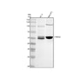 Anti-TRIM58 Antibody Picoband®