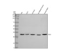 Anti-SGCZ Antibody Picoband®