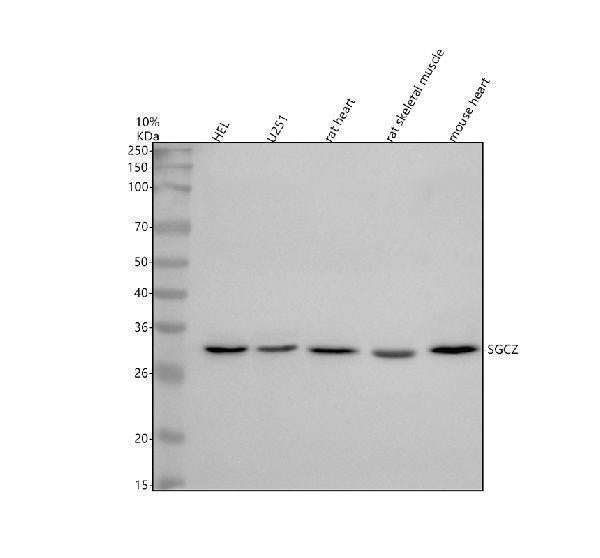 Anti-SGCZ Antibody Picoband®