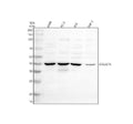 Anti-SIGLEC15 Antibody Picoband®