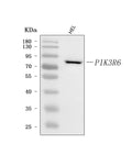 Anti-PIK3R6 Antibody Picoband®