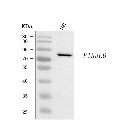 Anti-PIK3R6 Antibody Picoband®
