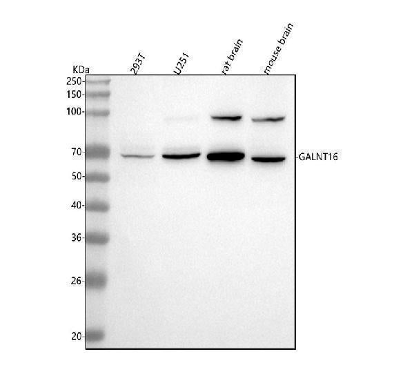 Anti-GALNT16 Antibody Picoband®