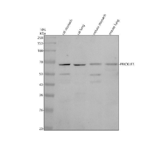 Anti-PRICKLE3 Antibody Picoband®