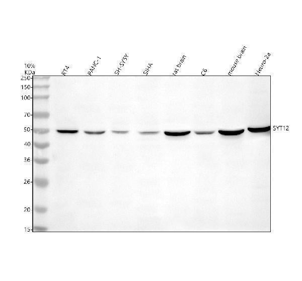 Anti-Synaptotagmin-12/SYT12 Antibody Picoband®