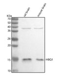 Anti-HBQ1 Antibody Picoband®